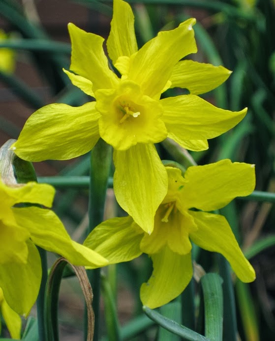 Green Meadows Community Garden Daffodils or Jonquils?