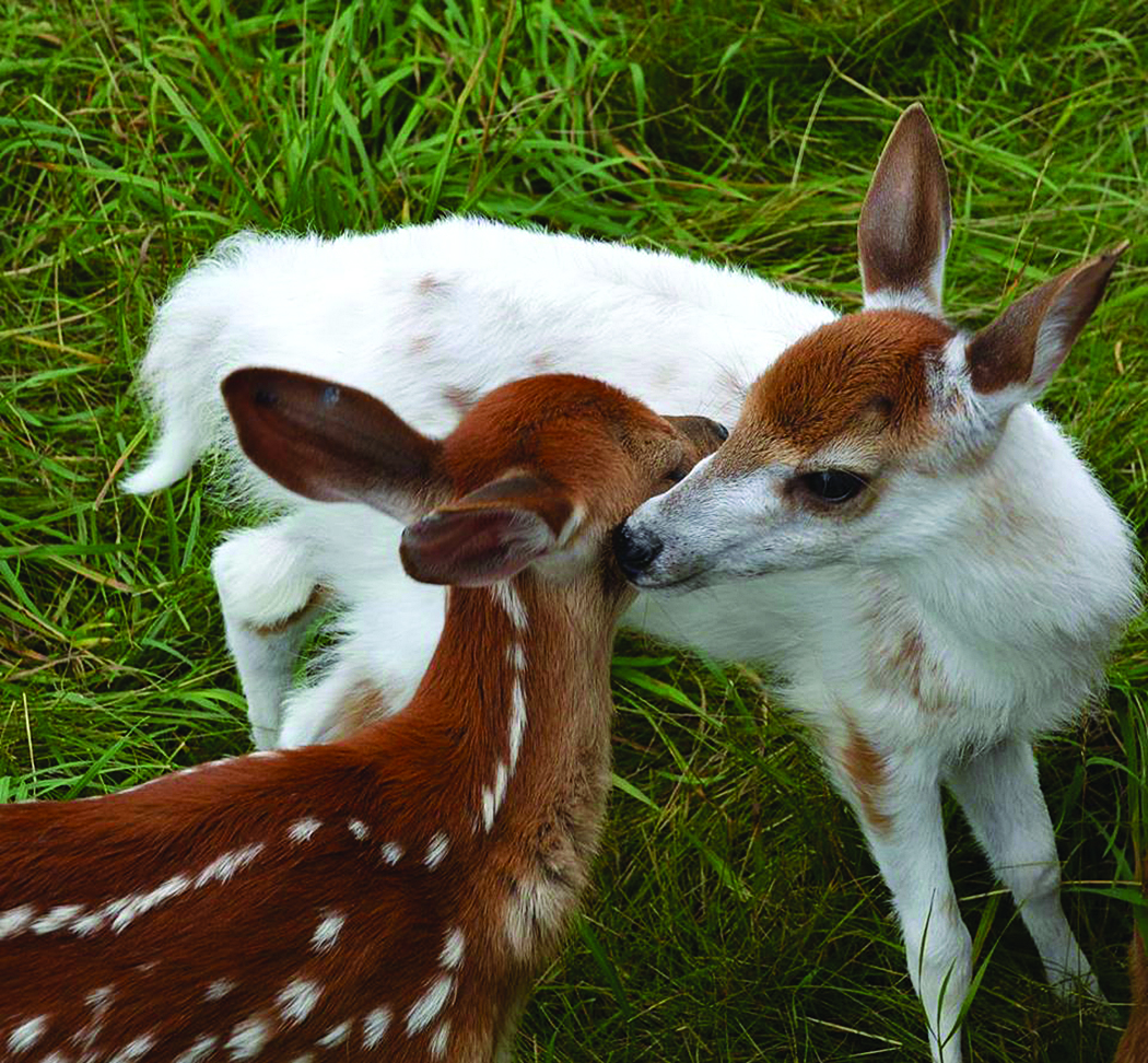 Risultati immagini per Maine Wildlife Park