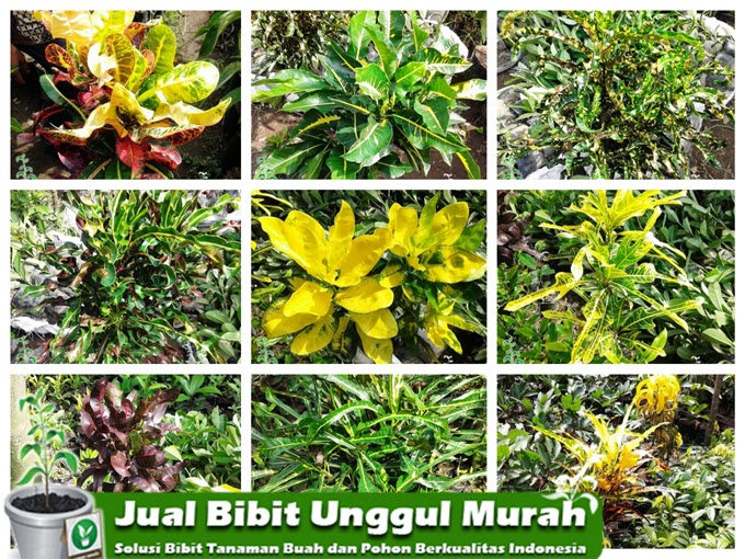 jual koleksi bunga puring murah jual bibit murah jual koleksi bunga puring murah jual bibit murah