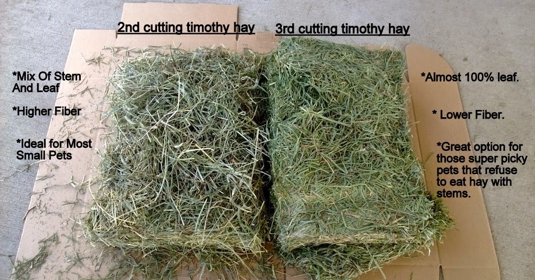 Cavy Savvy A Guinea Pig Blog Product Review Small Pet Select Third