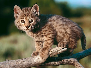 imagenes chistosas de animales con frases Resultados de - fotos de animales con mensajes