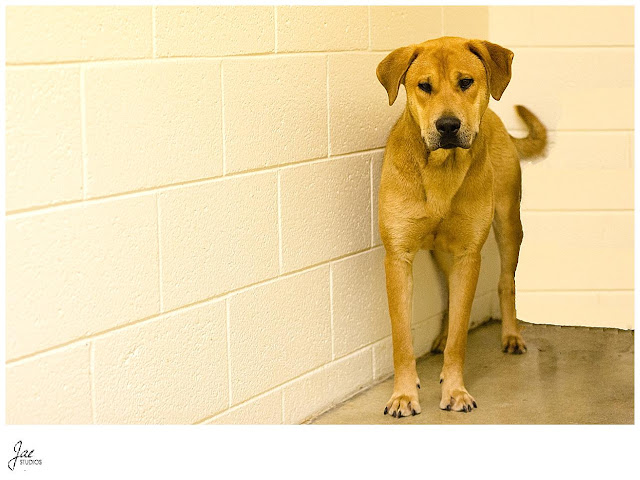 Non Profit Adoption Portrait Lynchburg Humane Society