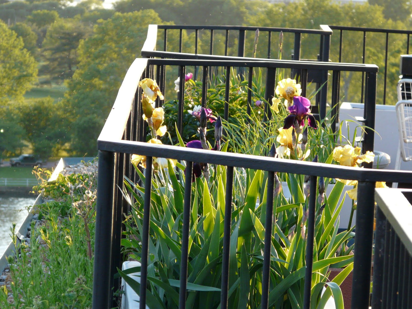 Capitol Hill Garden Club Magical May Walk at Harbour Square