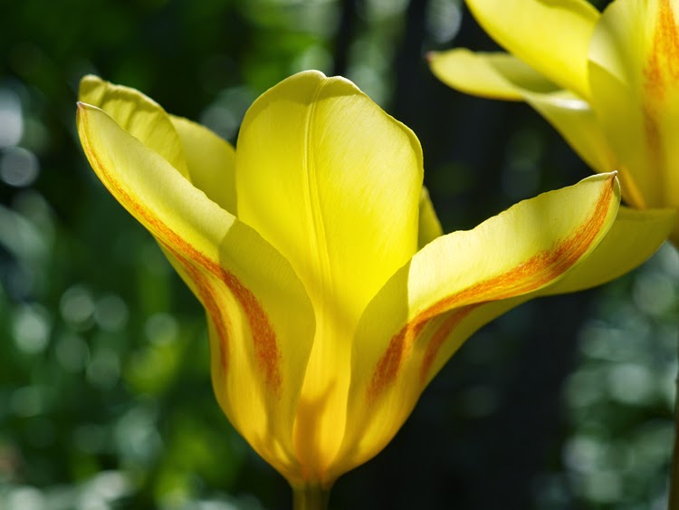 Smuk gul tulipan i forårshaven