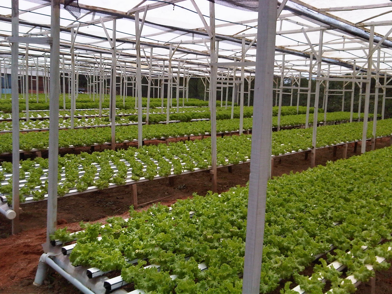 HIDROPONIA CULTIVO hidroponia cultivo: