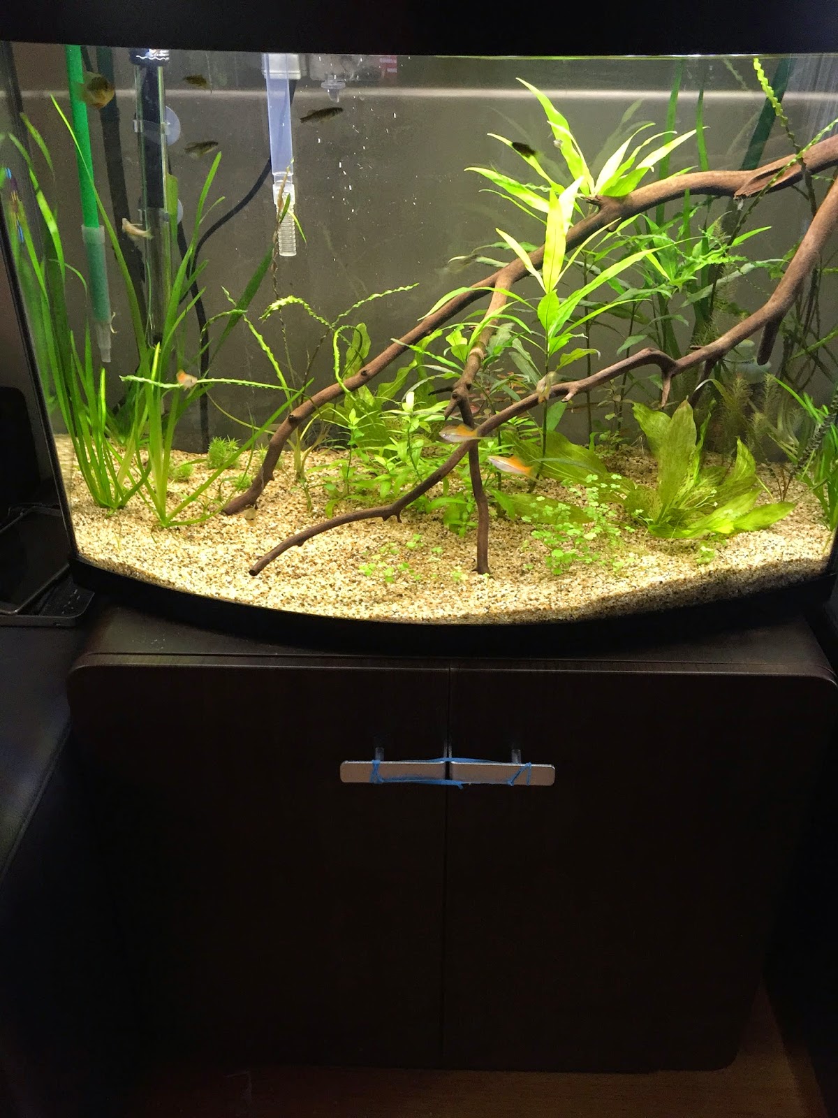 aquaticszone my freshwater aquarium