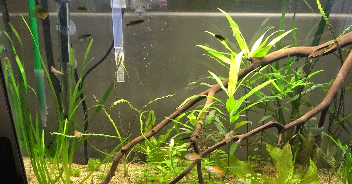 aquaticszone my freshwater aquarium