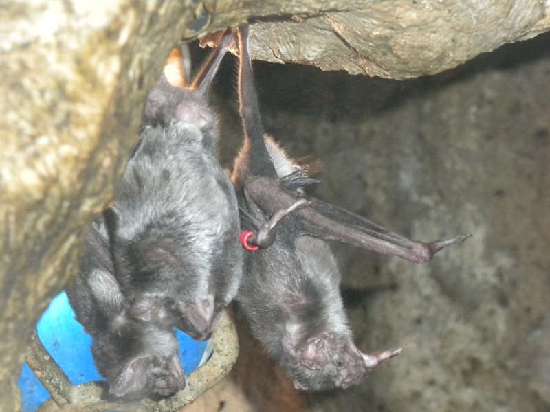 The Zoo Review Species Fact Profile Vampire Bat (Desmodus rotundus)