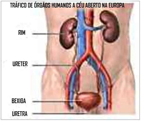 TRÁFICO DE ÓRGÃOS HUMANOS NA EUROPA