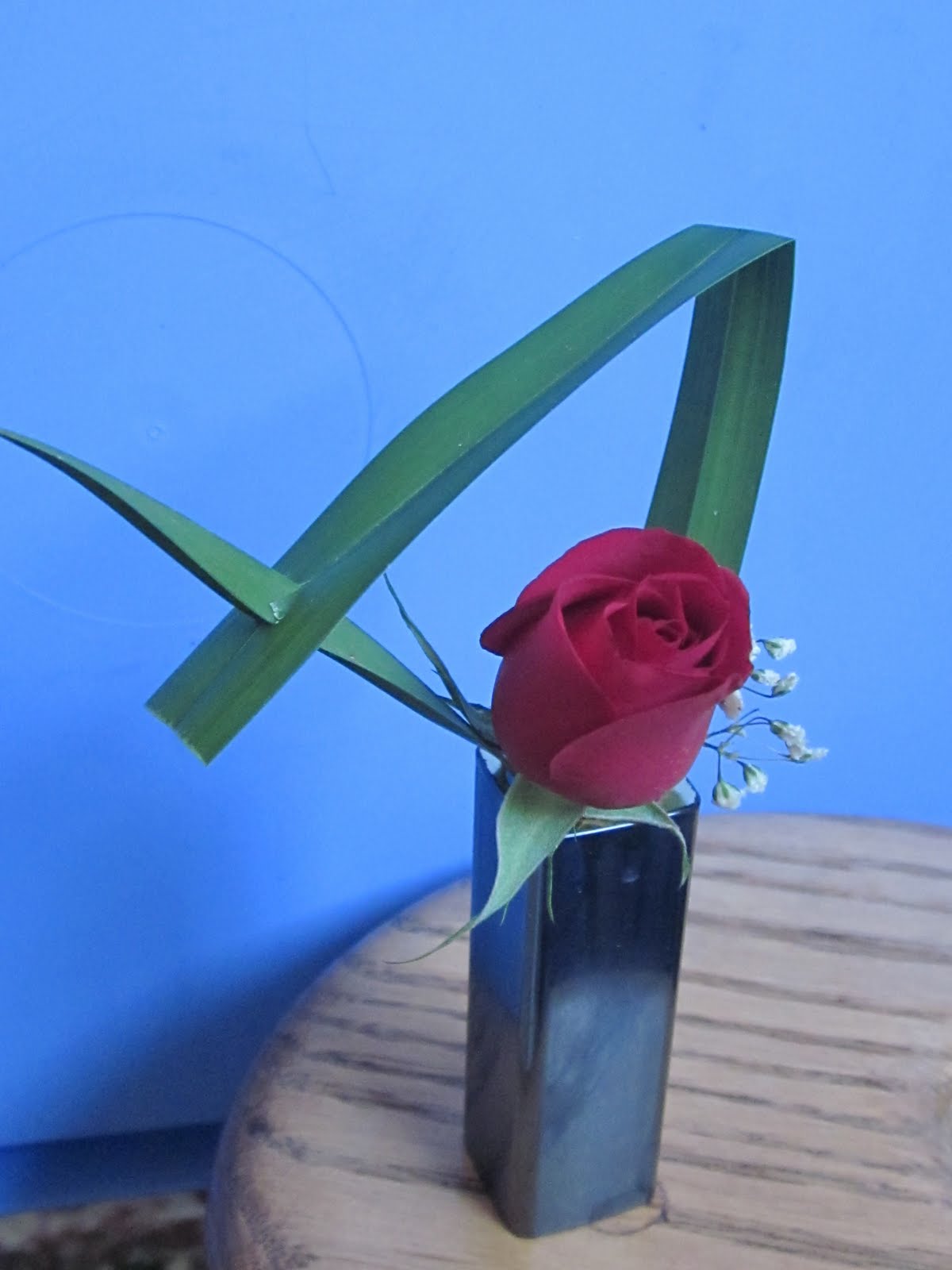 Cupids+Arrow+Orchid Orchids and Ikebana: Cupid's Arrow-- Miniature Angular Design