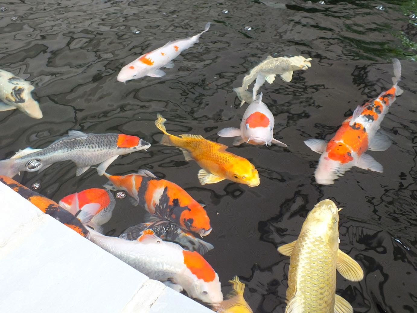 Alternative Eden Exotic Garden The Big Koi Pond Reveal