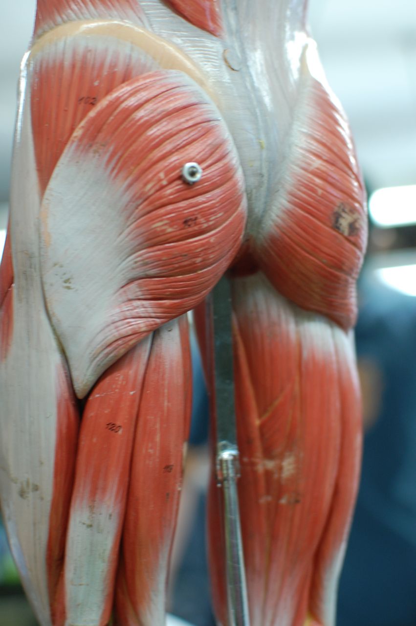 Human Anatomy Lab: Muscles of the Leg
