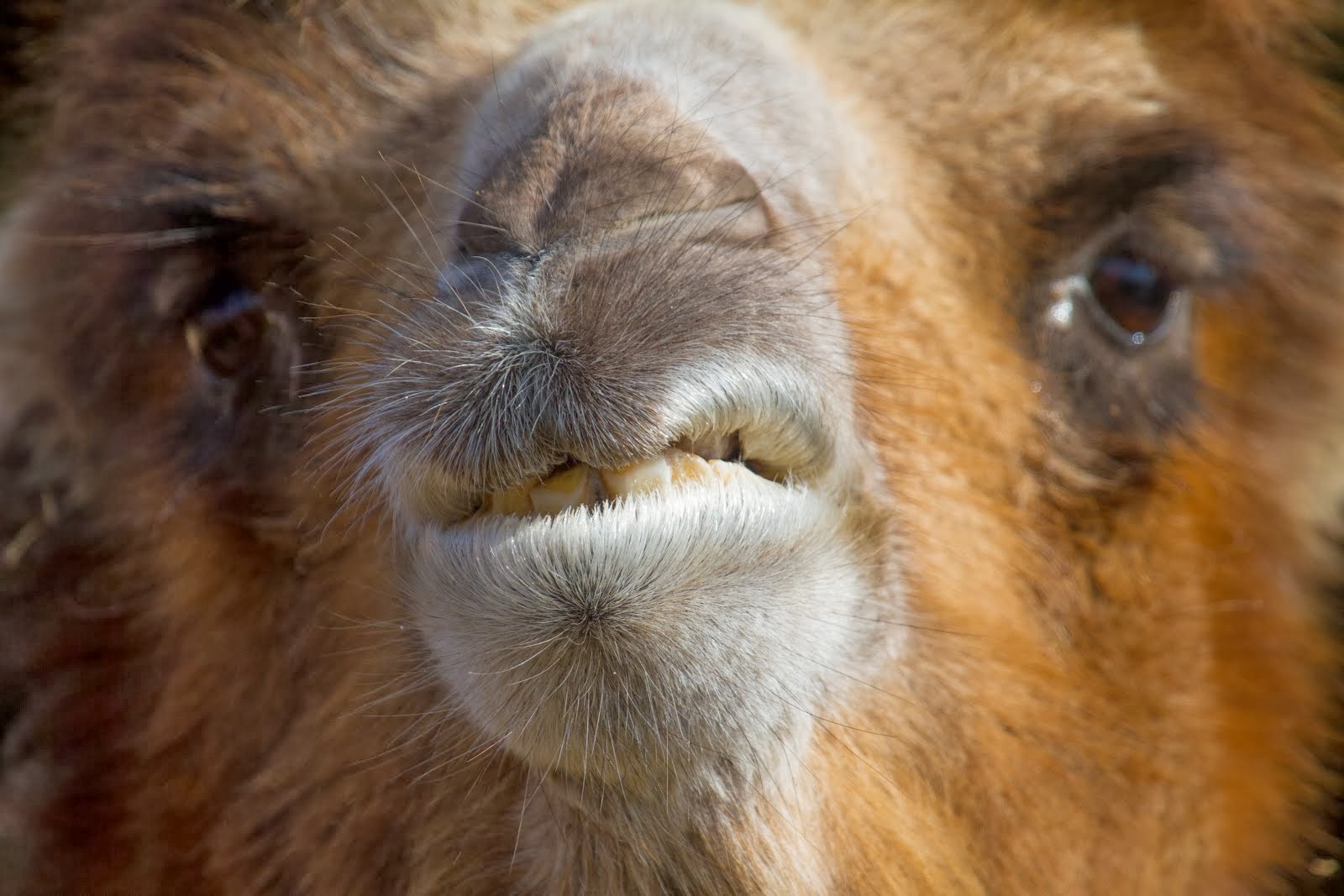 Glimlach kameel