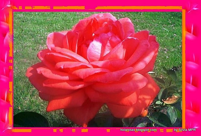 Imagenes De Amor: Wallpapers Imagenes de exuberantes rosas naturales
