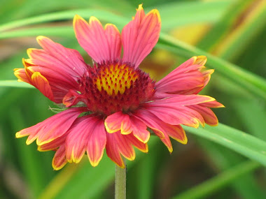 Blanket Flower