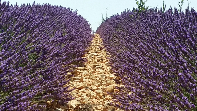 Horizon,lavande,plateau valensole,© Ala Zhurak-TolariHorizon horizon,lavande