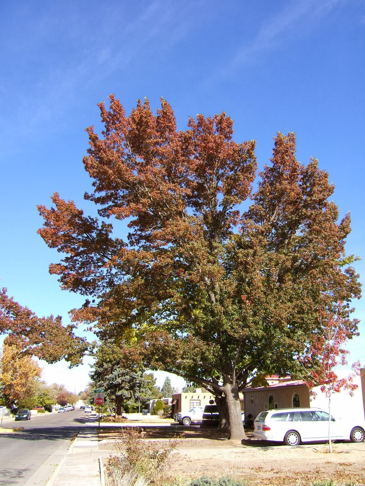 Give an Oak Tree For Christmas and Save 25!