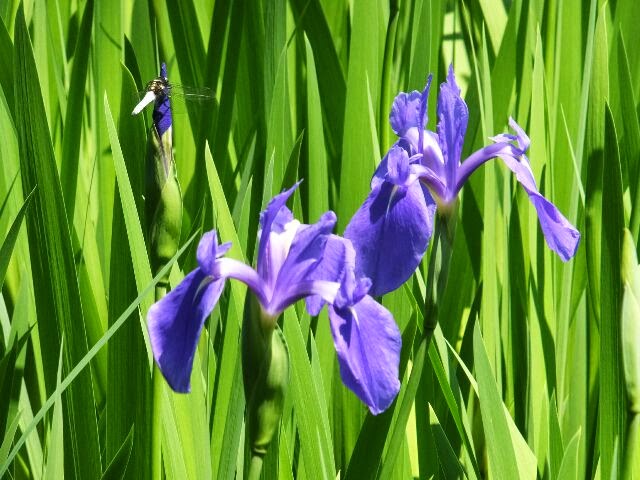 カキツバタは初夏の涼風をあびて揺れていた。 平安時代の歌人、藤原俊成が「神山や 大田の沢のかきつ