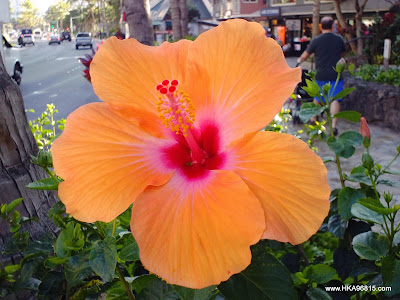 Hilton Hawaiian Village Waikiki