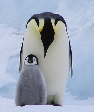 Animal Facts: Facts about The Emperor Penguin
