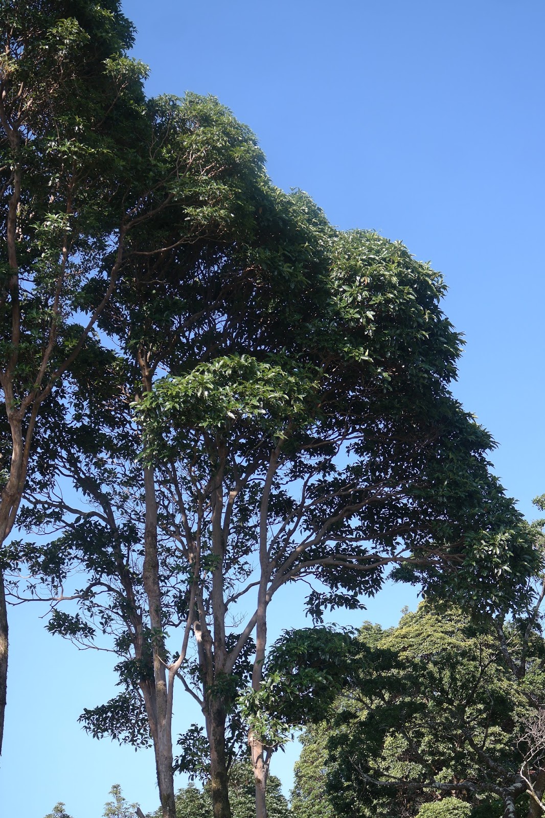 Aloha from Hawaii: The Kapok Tree.