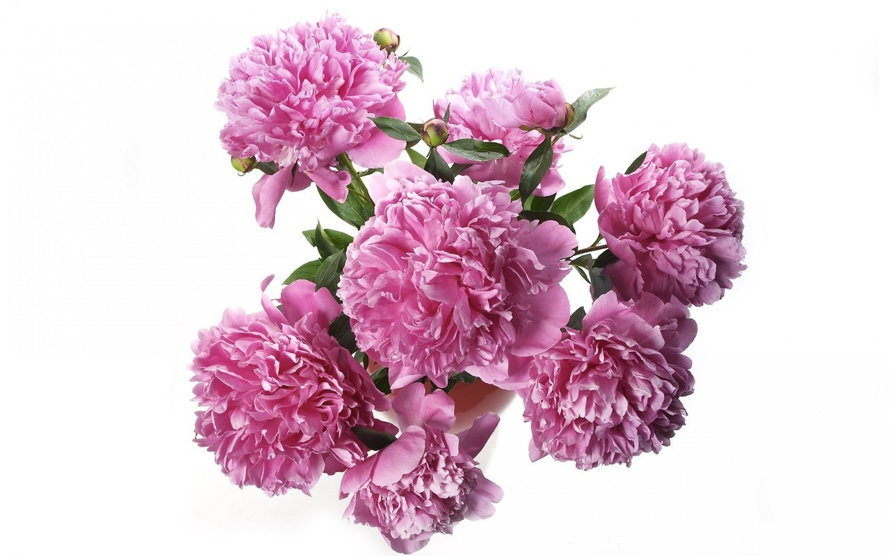 http://4.bp.blogspot.com/-2VuCnUnw9Ow/UQ351xYiL6I/AAAAAAAACi4/Mye2IlOp3Bw/s1600/Free+HD+Flower+Pictures.jpg