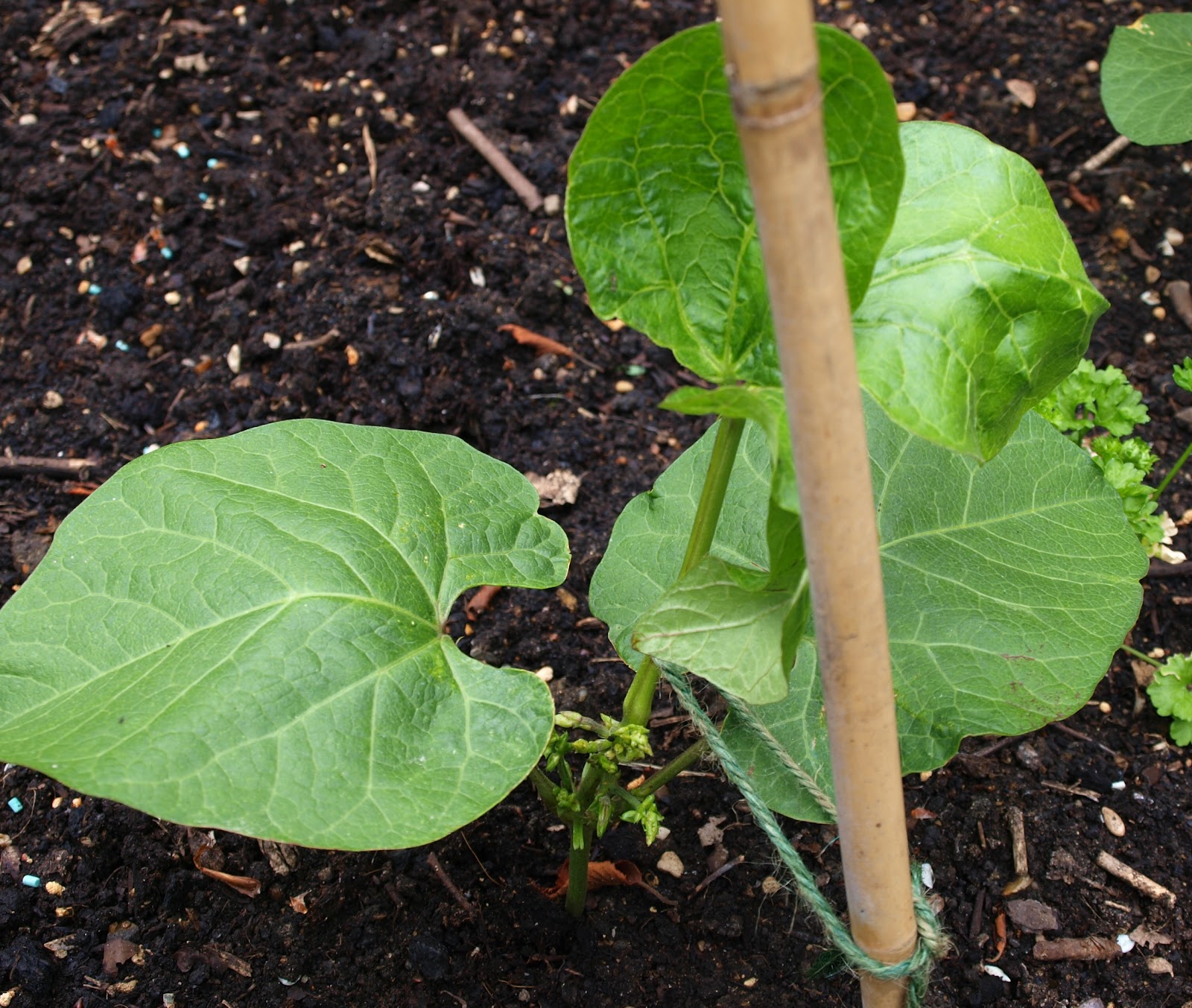 Mark's Veg Plot Runner Beans, Aubergines and Cucumbers