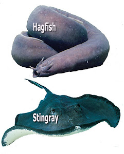 Hagfish and Stingray fish osmoregulation, do fish drink