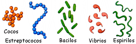 LAS BACTERIAS TIPOS las bacterias tipos: