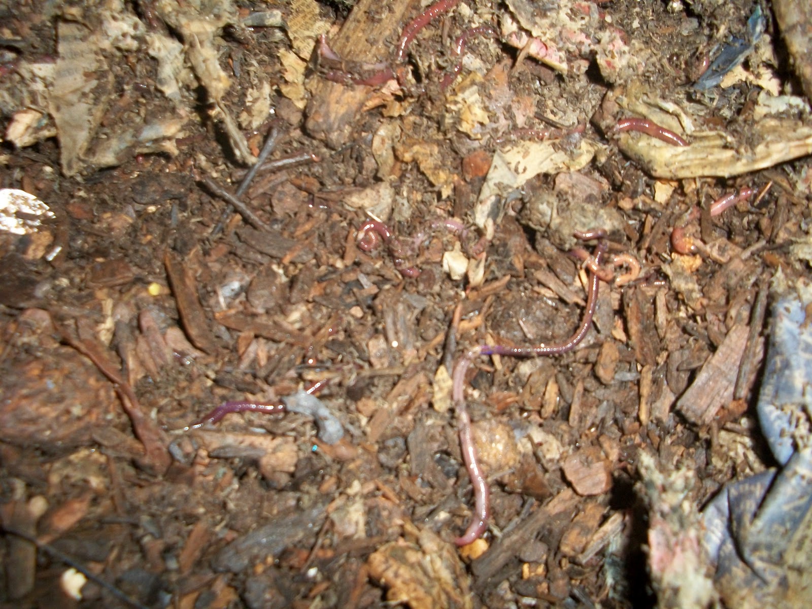 ENVS Real Life Dirty Worms