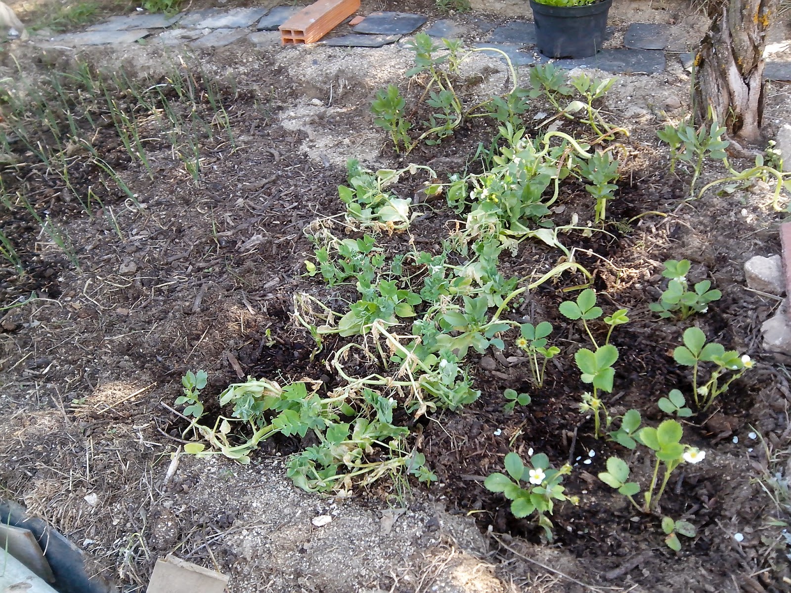 Terreno cultivado Terreno cultivado
