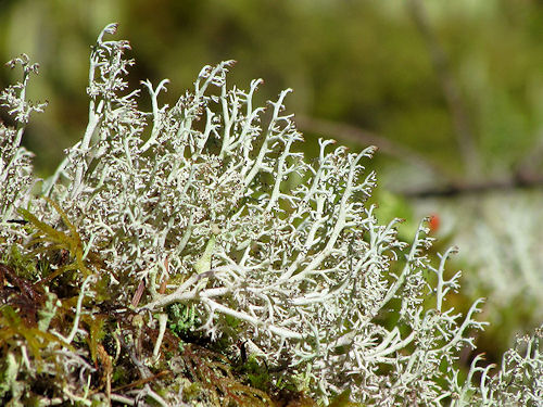 Provings - School of Homeopathy - Reindeer Moss (Cladonia Rangiferina)