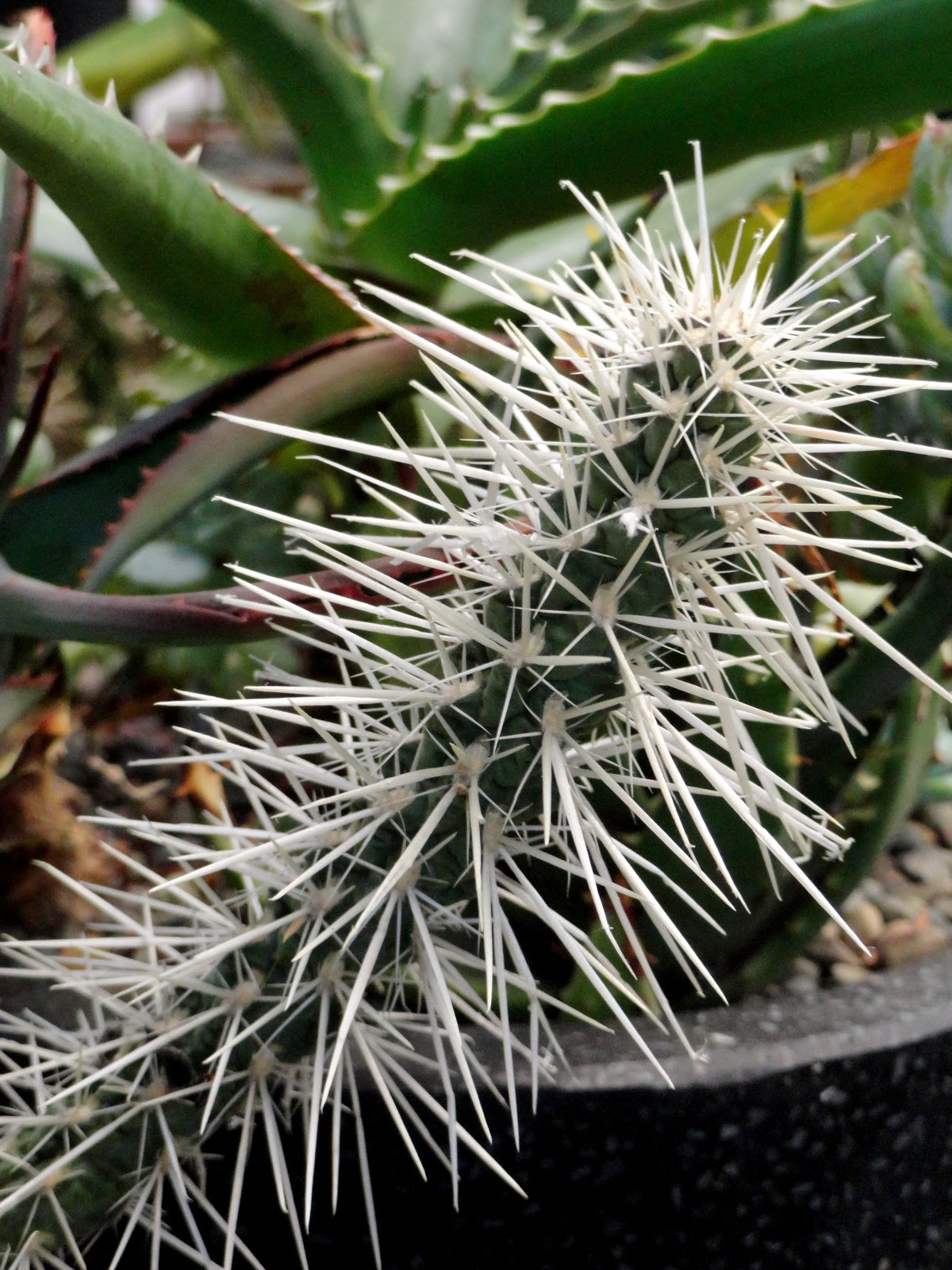 danger garden Foliage Followup, new spikes!