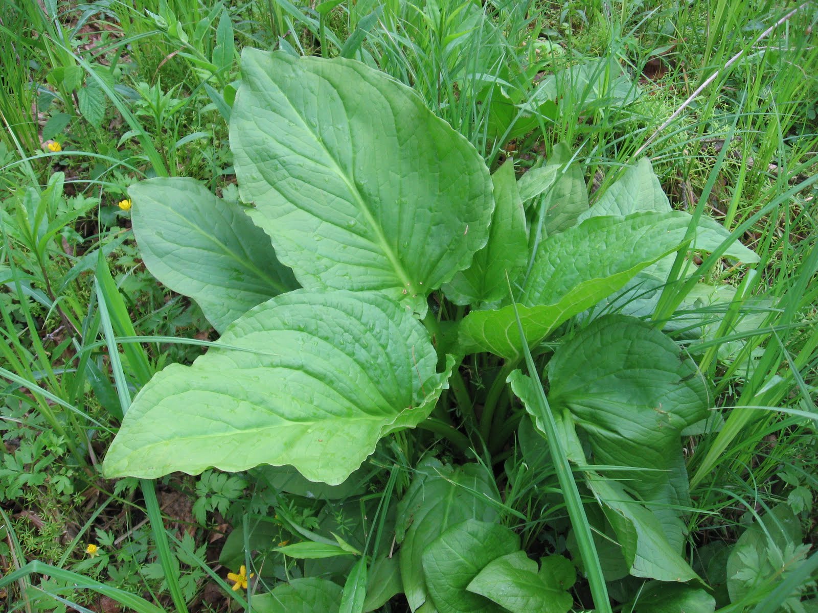Edible plants in alaska Idea