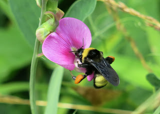 Bombus, Wednesday, June 17, 2015, 11:37:33 AM