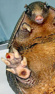 An armadillo with leprosy being held by a person with protective gloves.