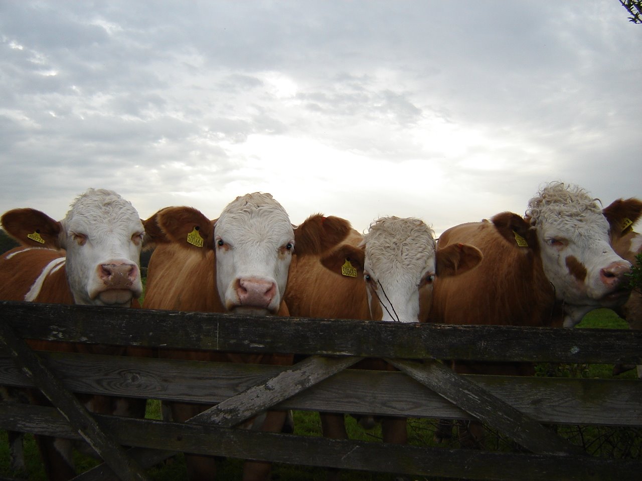 Land Strategies Farming Blog Cattle Farm Gate Prices Up But Beef