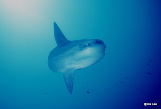Mola Mola