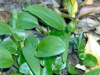 Keladi Tikus - Typhonium flagelliforme (Lodd) Keladi Tikus - Typhonium flagelliforme (Lodd)