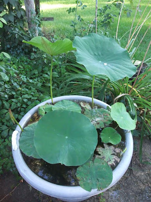 lotus aerial leaves, grow in bucket, michigan, summer