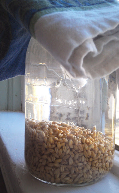 Soaking Wheat Berries