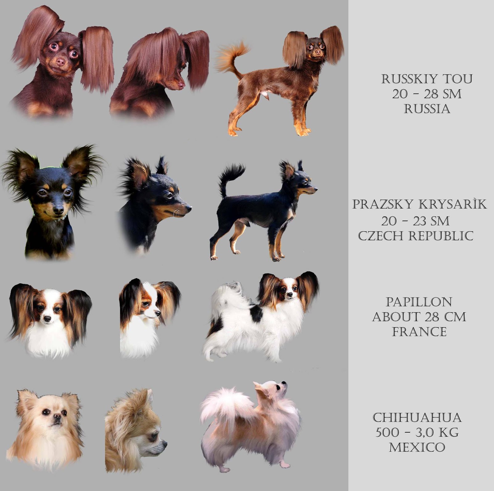 russisk toy terrier langhåret