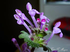 Lamium amplexicaule