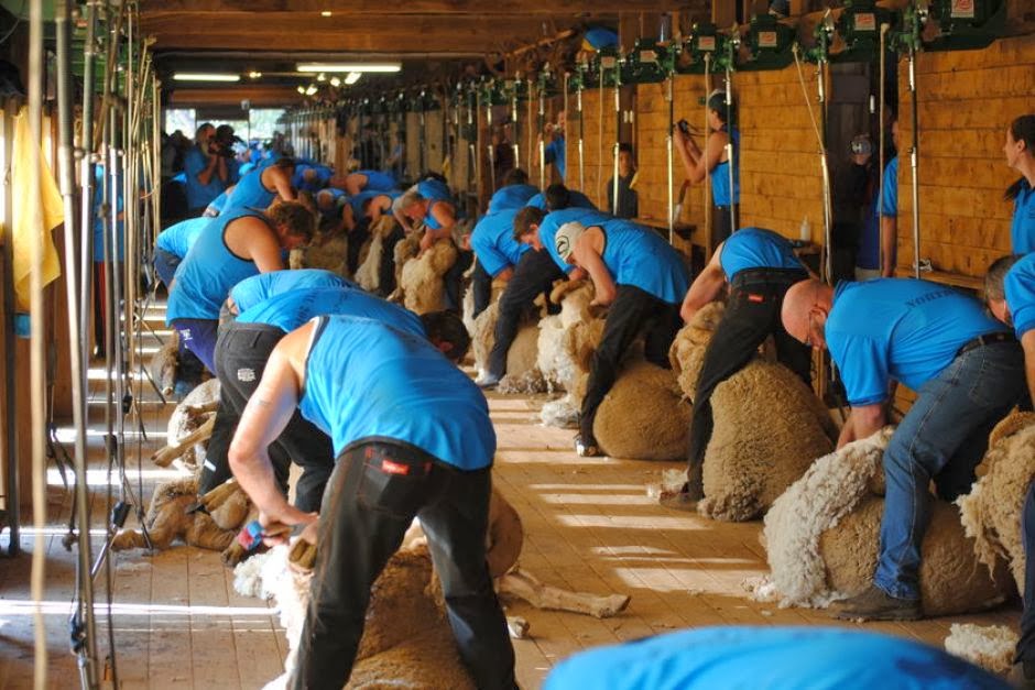 anna maria Steve Handley, shearing legend dies