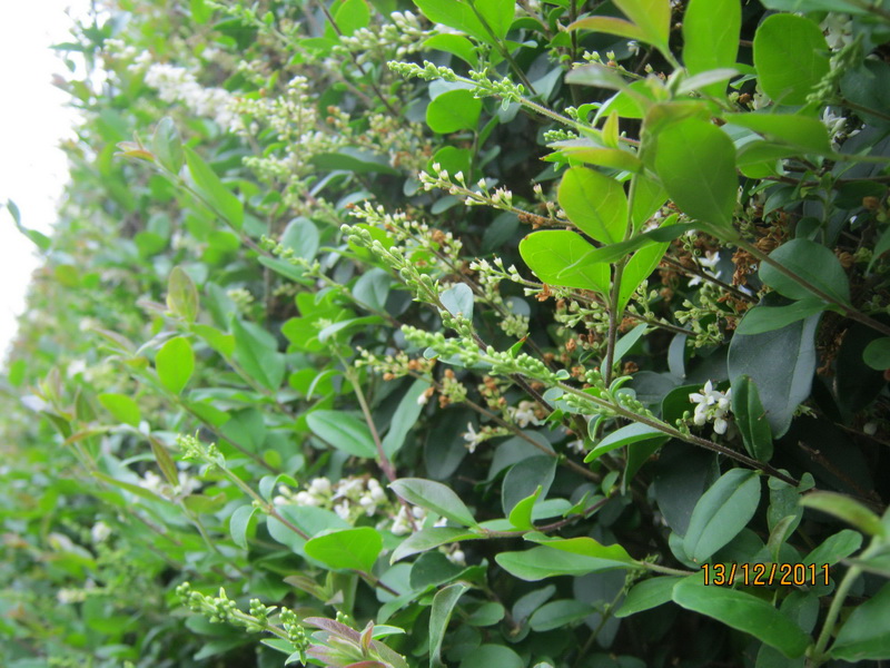 My Thoughts Stories And Articles Save The World Trim Your Hedges