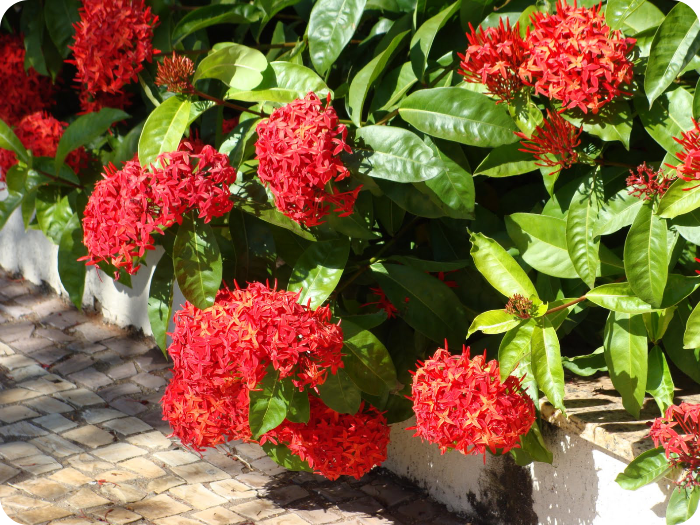 jardim flores que gostam de sol:são c ultivadas em vasos ou canteiros. Elas gostam debastante sol jardim flores que gostam de sol:são c ultivadas em vasos ou canteiros. Elas gostam debastante sol
