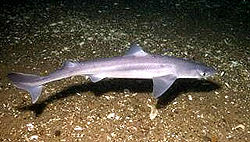 Spiny+dogfish+shark+aquarium