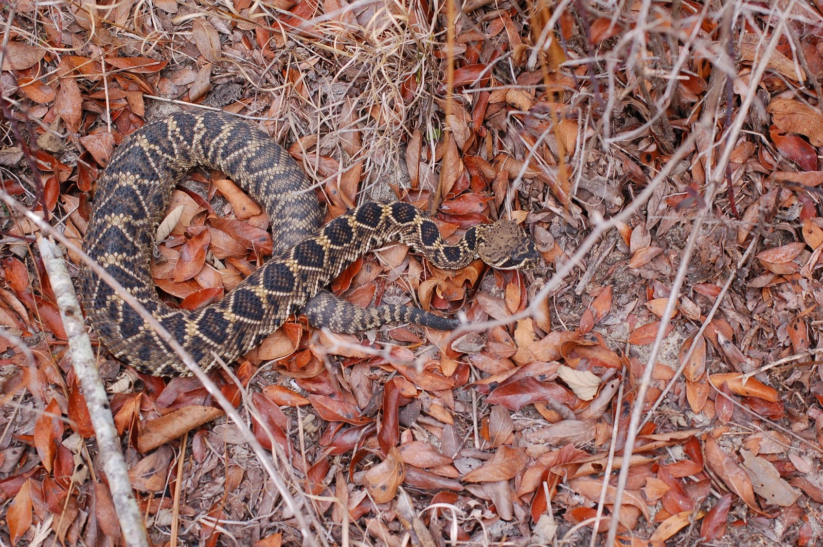 Living Alongside Wildlife Don't Snakes Know Better Than to Go Out In