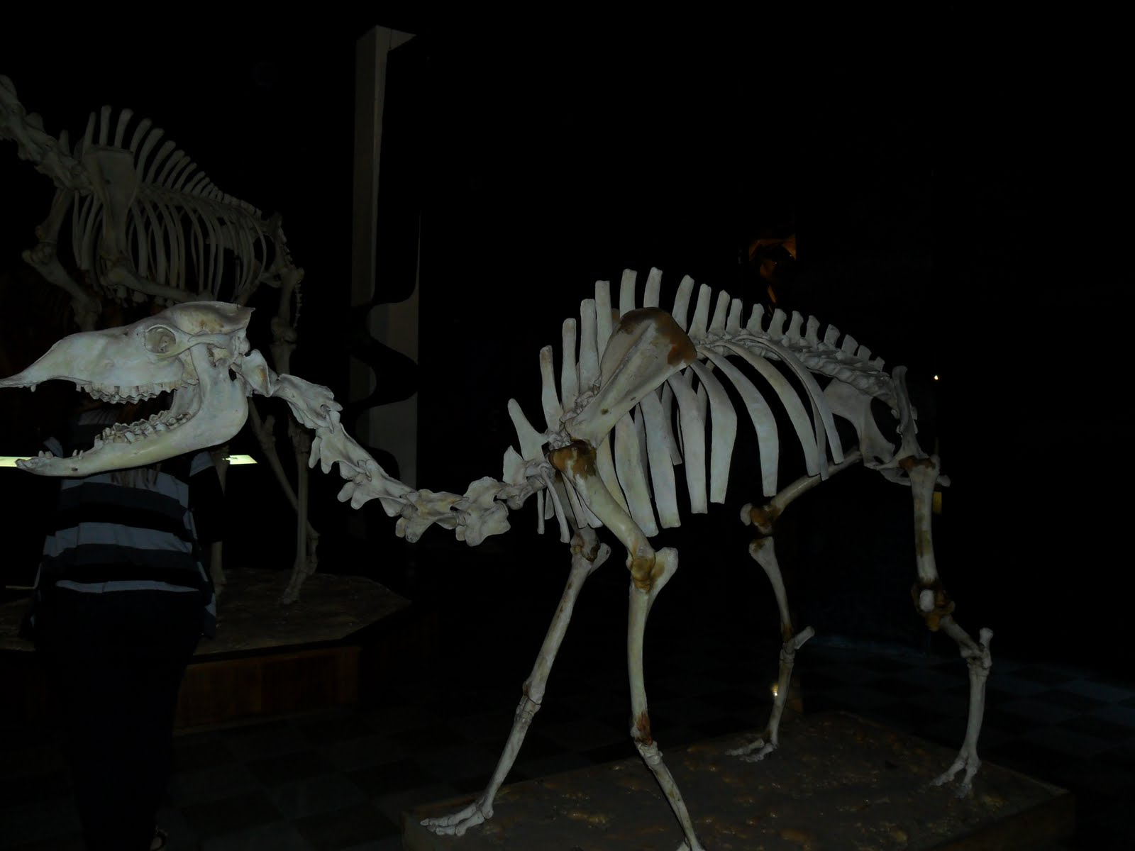 fotos do jardim zoologico de belo horizonte:dos nonos anos visitaram o Museu de Ciências da PUC em Belo Horizonte fotos do jardim zoologico de belo horizonte:dos nonos anos visitaram o Museu de Ciências da PUC em Belo Horizonte
