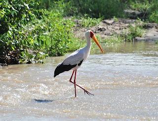 Yellow-Billed Stork
